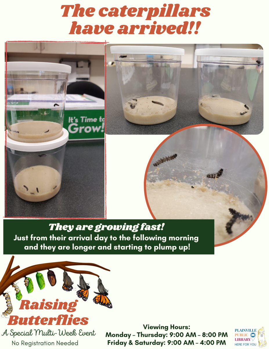 The caterpillars have arrived! Stop in to see their progress.