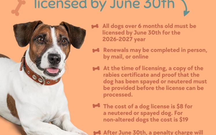 dog license graphic